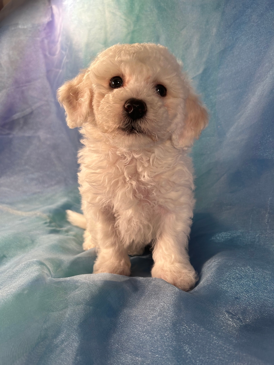 Male Bichon Frise For Sale DOB 12-29-2022 $1200